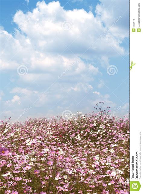 Field Of Wild Cosmos Flowers Stock Image Image Of Beauty Bright 5170819