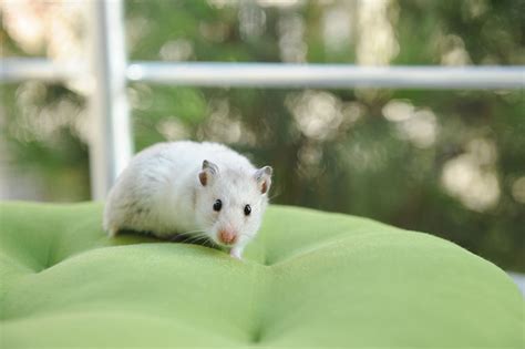 Min Hamster Har Rymt Ägares Frågor Hamstrar Handböcker Omlet Uk