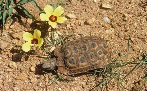 Chinese Expats Caught Eating Endangered Zimbabwe Tortoises Telegraph