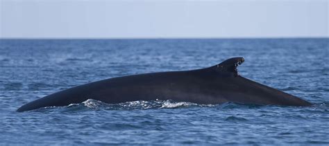 Satellites Show Gulf Of California Fin Whales Are Residents The