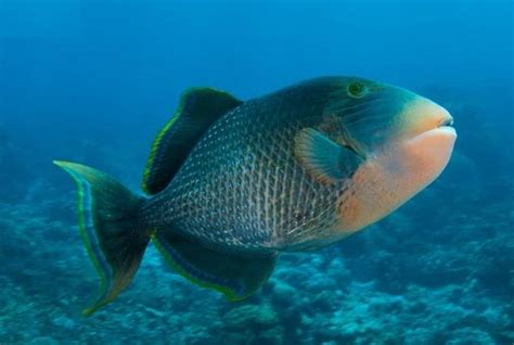Yellowmargin Triggerfish Or Pineapple Triggerfish Wildlife Pictures