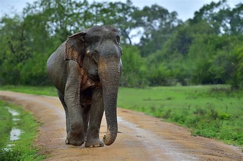 What Animals Live In Sri Lanka Worldatlas
