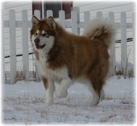 Giant Red Malamute
