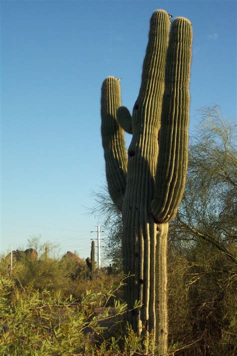 Filecactus Arizona Wikipedia