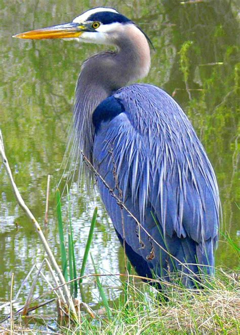 Great Blue Heron Heron Art Exotic Birds Pet Birds