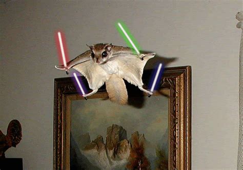 Funny Image Collection Funny Squirrels With Lightsabers