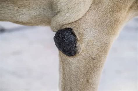 Elbow Calluses In Dogs Treatment And Prevention Kingsdale Animal