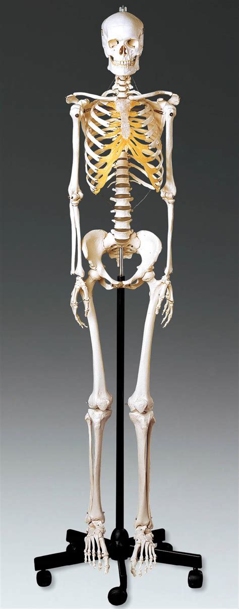 Female Body Bones