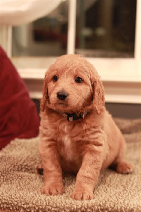 Red Goldendoodle puppy at 7 weeks old - 2013 Feeby, Adopted from River Valley Doodles