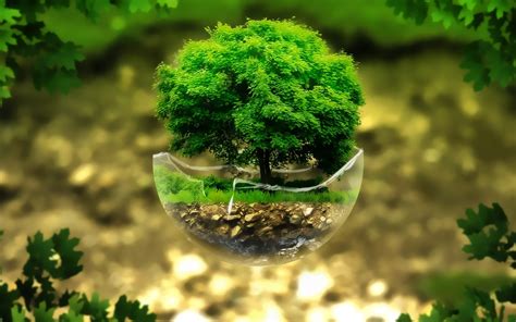 Bonsai Tree Wallpaper For Desktop