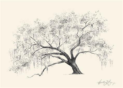 Gateway Oak Ford Plantation Pen And Ink Drawing Fine Art Print By