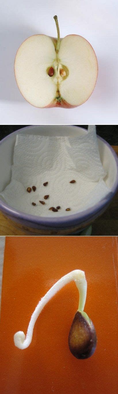 With a little patience and care they can be grown into beautiful plants. Get a paper towel and wrap your apple seeds in them. Wet ...