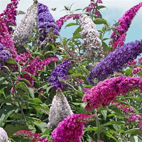 All The Buzz Buddleia Collection 3 In 1 Butterfly Bush Etsy
