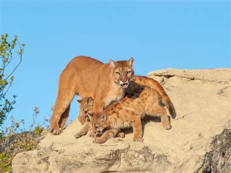 cougar conservancy offers ways to reduce conflicts with cougars malibu ca patch