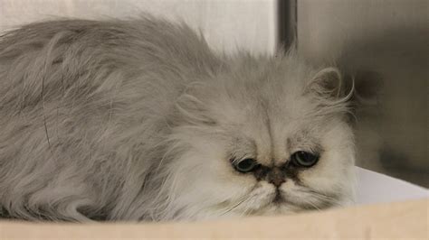 Click on a number to view a list of all persian rescue groups in that state. Persian Cat Rescue Near Me