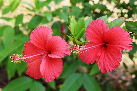 Look for hibiscus flowers tea. Not Just Pretty to Look At: Try These 10 Edible Flowers ...