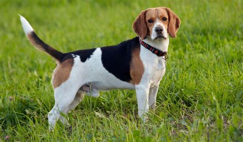 American Foxhound Dog 10 Things To Know About The Breed