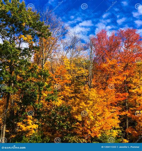 Colorful Fall Foliage On Trees In Massachusetts Stock Image Image Of