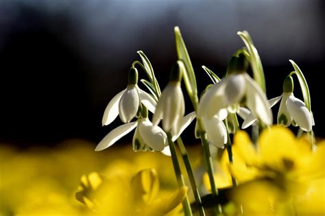 Je to zima a je šedá a je to mizerná. Začíná jaro. V tradičním termínu přijde znovu až v roce ...