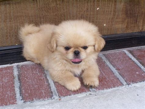 Puppyfinder.com is your source for finding an ideal puppy for sale in georgia, usa area. Stunning Cream, Pekingese Puppies For Sale In Georgia at - Puppies For Sale Local Breeders