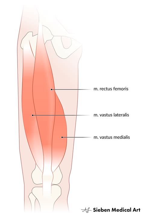 Quadriceps Femoris Muscle Medical Illustration Medical Illustration