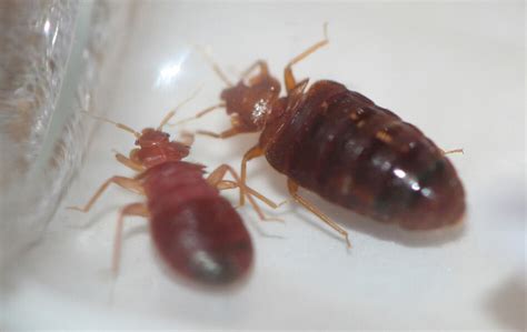Kansas City Bed Bug Exterminators Gunter Pest And Lawn