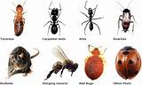 Images of Best Pest Control Melbourne