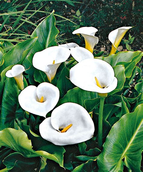 Buy Pond Plants Now Calla Lily Arum Lily