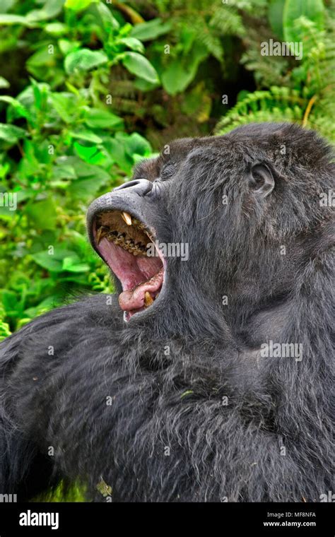 Silverback Mountain Gorilla Volcanoes National Park Rwanda Yawning