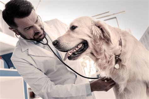 Mobile pet doctors is your local veterinarian in homestead serving all of your needs. Veterinary Care | Pet Veterinary Services in Highland ...
