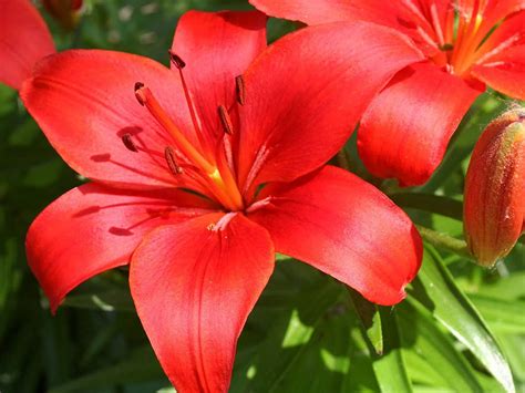 6 Oriental Lily Red Jewel Highly Scented Hardy Perennial Plant