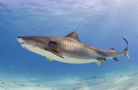 A male tiger covers up to a 40 mile territory. Who Else Wants to Dive With Sharks? The 10 Top Locations ...