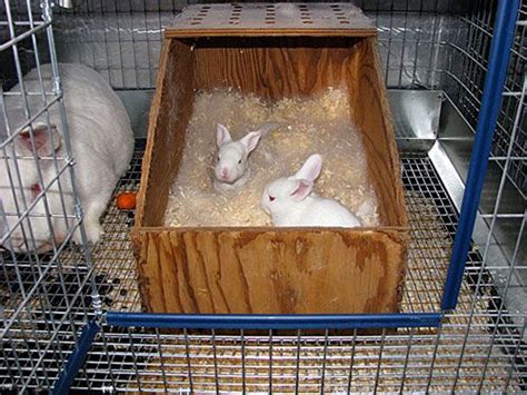 Rabbit Care Guide 10 Tips To Care For Your Backyard Meat