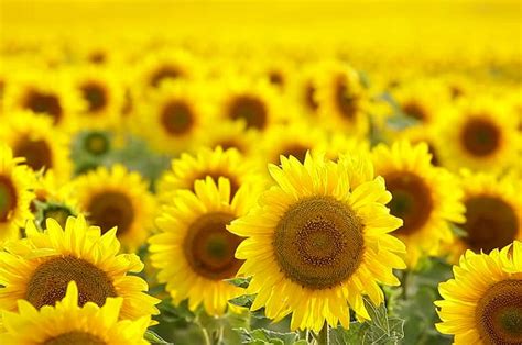 Gambar bunga matahari yang belum diwarnai merupakan gambar wallpaper dan memiliki size wallpaper 640×480. Dari Akar Hingga Kelopak, Ini Berbagai Khasiat Bunga ...