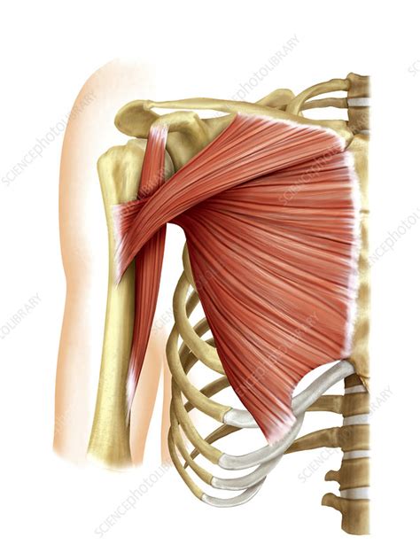 Shoulder Muscles Artwork Stock Image C0207426 Science Photo Library