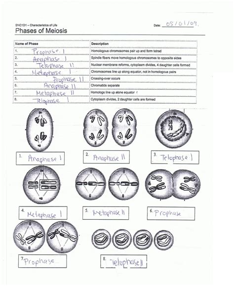 An answer key is provided. Mitosis and Meiosis Worksheet Answer Key