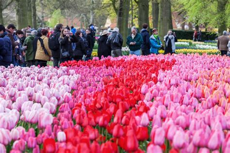 Colorful Flowers At The Famous Flower Park Keukenhof In Lisse