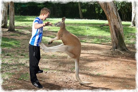 Image Result For Kicking Kangaroo Kangaroo Kicks Animals
