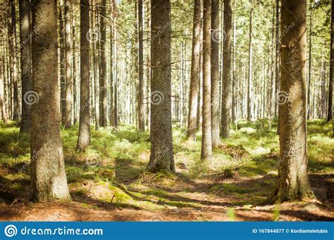 Forest Path Sunlight Scene Deep Forest Trail View Stock Image Image