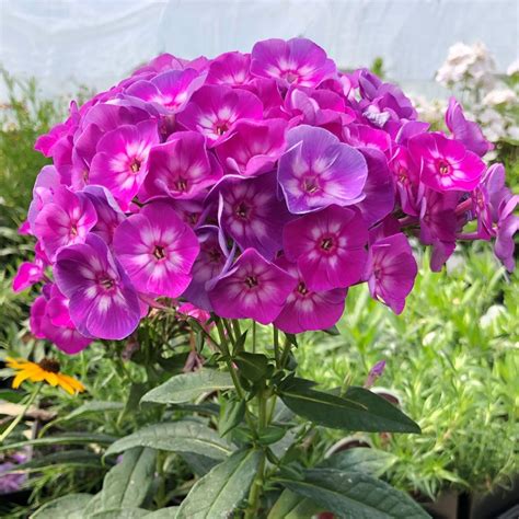 Phlox Laura Garden Phlox Purple Garden Phlox Plant For Sun And Etsy
