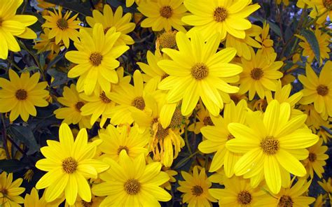 We have an extensive collection of amazing background images carefully chosen by what is the use of a desktop wallpaper? wallpapers: Aster Flowers Wallpapers