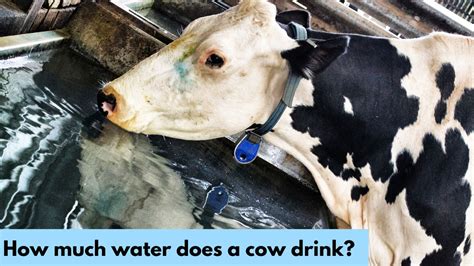 How Much Water Does A Cow Drink The Livestock Expert