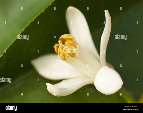 Citrus Flower Hi Res Stock Photography And Images Alamy
