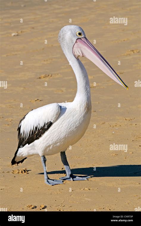 Australian Pelican Pelecanus Conspicillatus On The Beach Australia