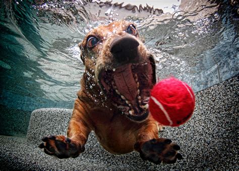 Hilarious Pictures Of Dogs Diving Underwater Snappy Pixels