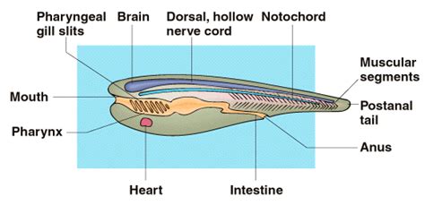 Chordata - Circulatory System