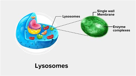 Do Lysosomes Contain Dna