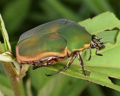 Green June Beetle Identification Life Cycle Facts And Pictures