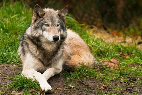 25 Photos Perfectly Prove That Wolves Are The Most Beautiful Animals