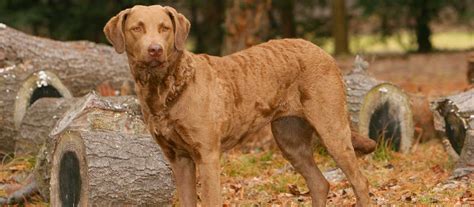Buy or research chesapeake bay retriever puppies. Chesapeake Bay Retriever Puppies for Sale | Greenfield Puppies